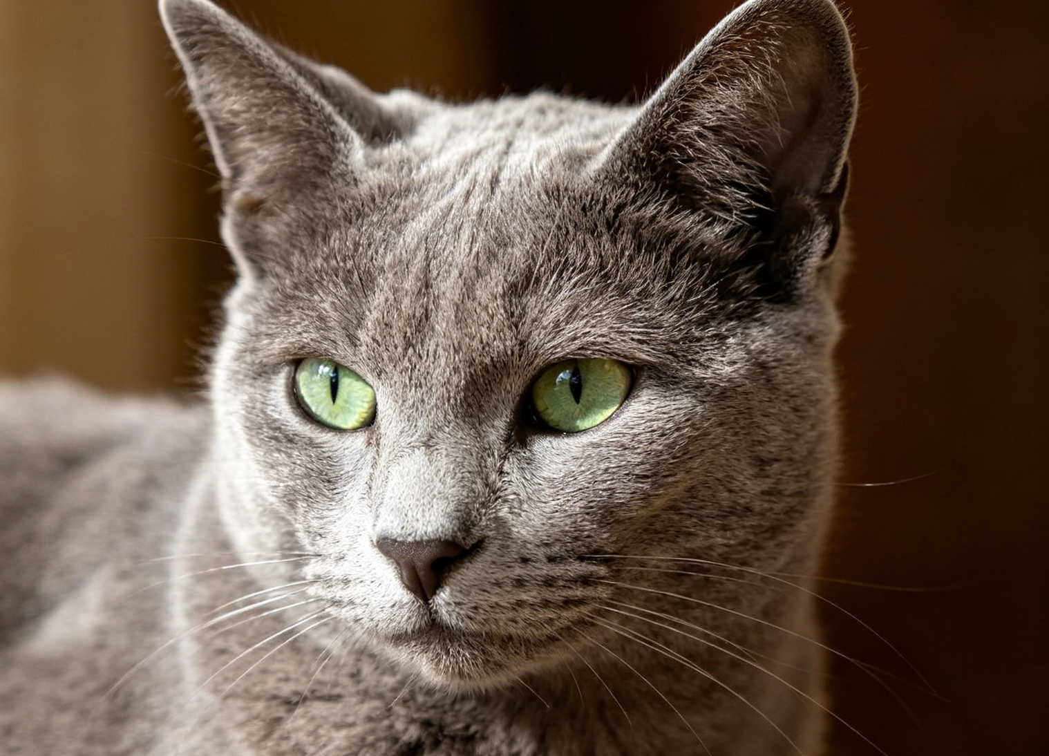 Russian Blue Cat: Complete Breed Profile and Care Guide
